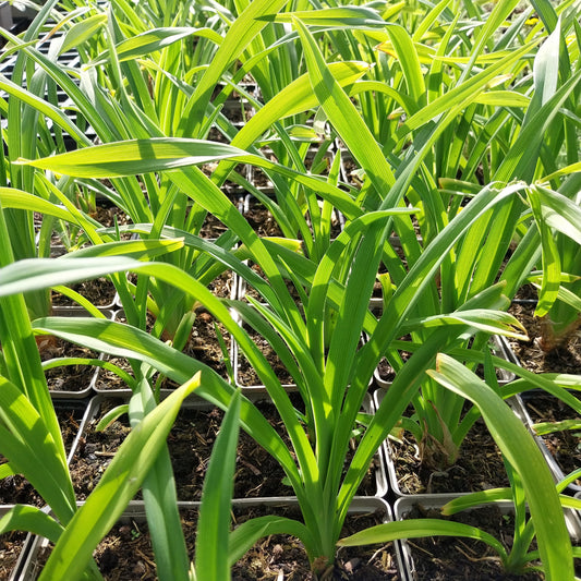 Hemerocallis × cultorum  Garten-Taglilie