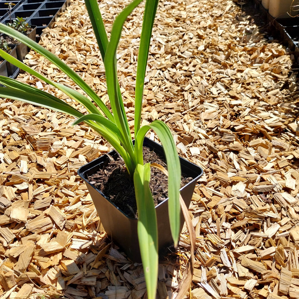 Hemerocallis × cultorum 'Winneberry Candy' Taglilie