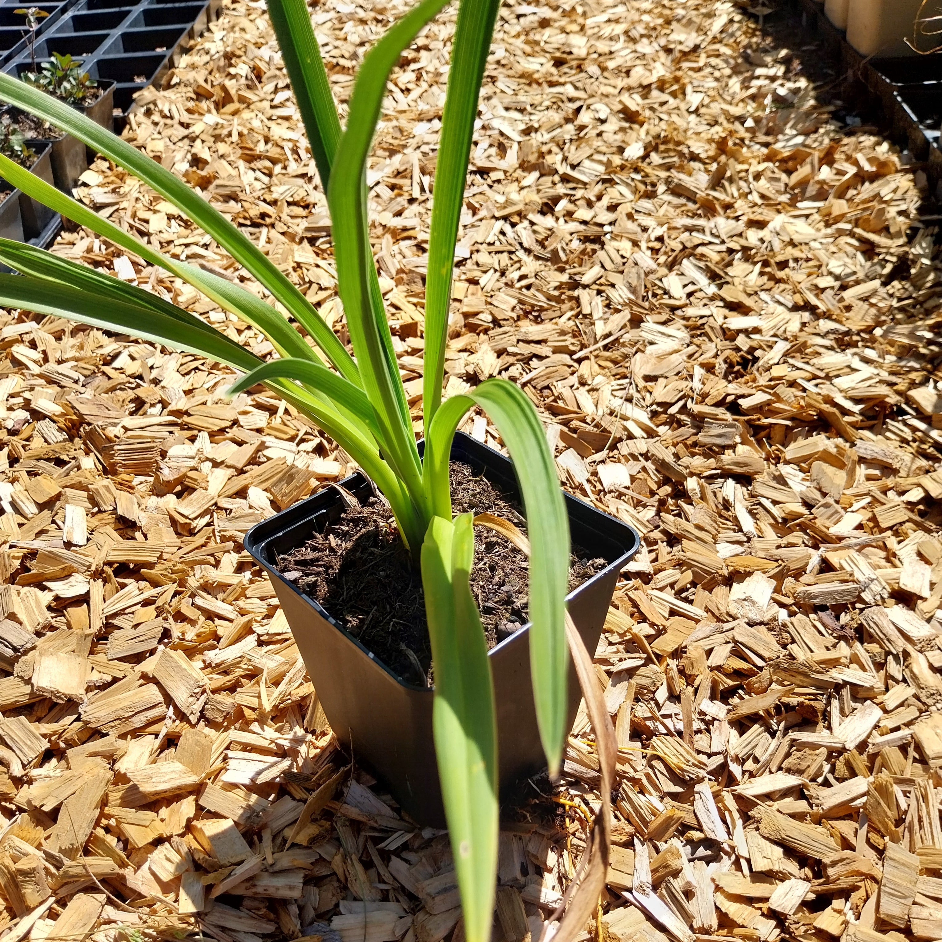 Hemerocallis × cultorum 'Winneberry Candy' Taglilie