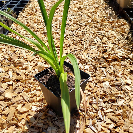Hemerocallis × cultorum 'Winneberry Candy' Taglilie
