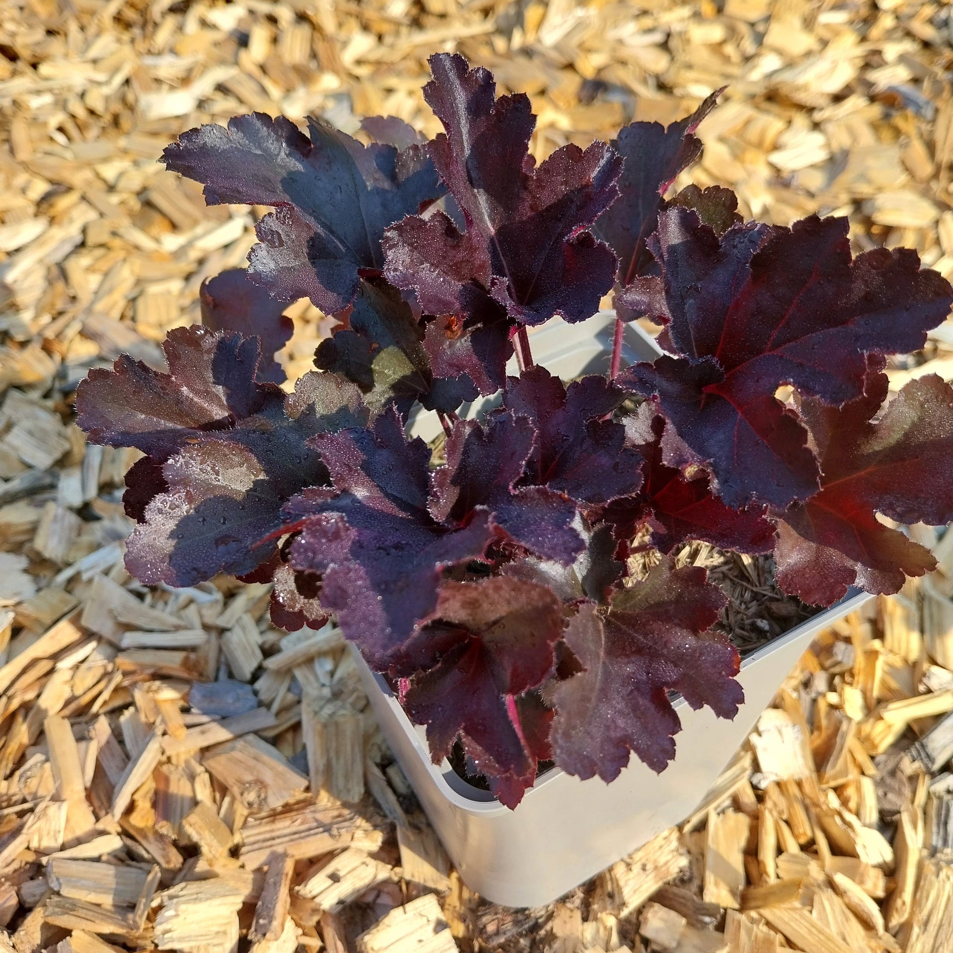 Heuchera micrantha 'Black Pearl' Silberglöckchen