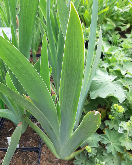  Iris × barbata-nana 'Blue Denim Zwergige Schwertlilie im Topf