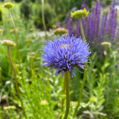 Jasione laevis 'Blaulicht' Sandglöckchen