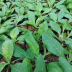 Knautia macedonica 'Mars Midget' Witwenblume