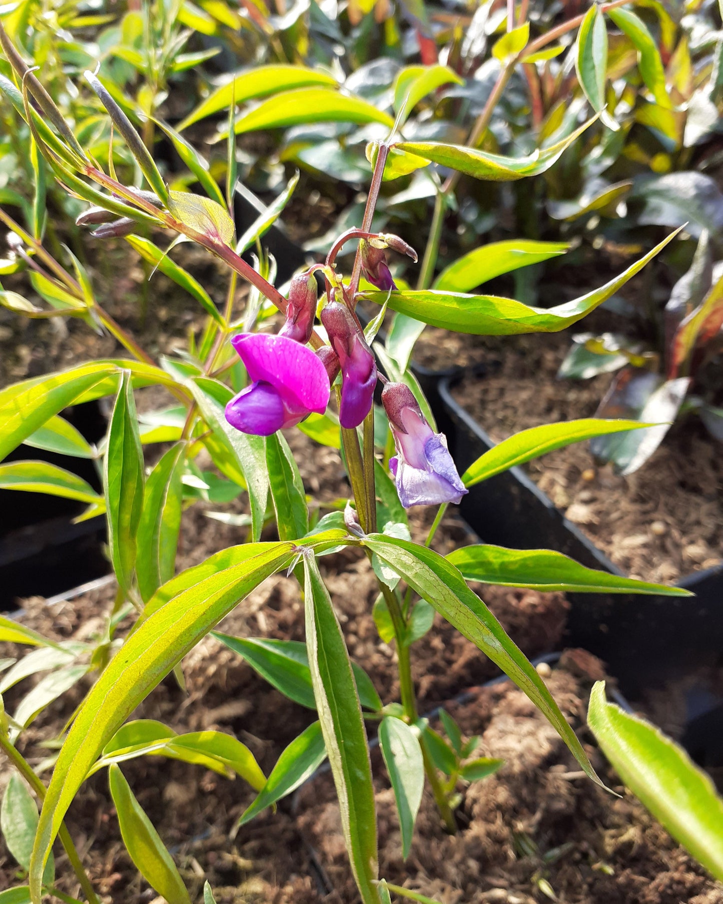 Lathyrus vernus Frühlings-Platterbse im Topf