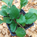 Leucanthemum vulgare Kleine Margerite