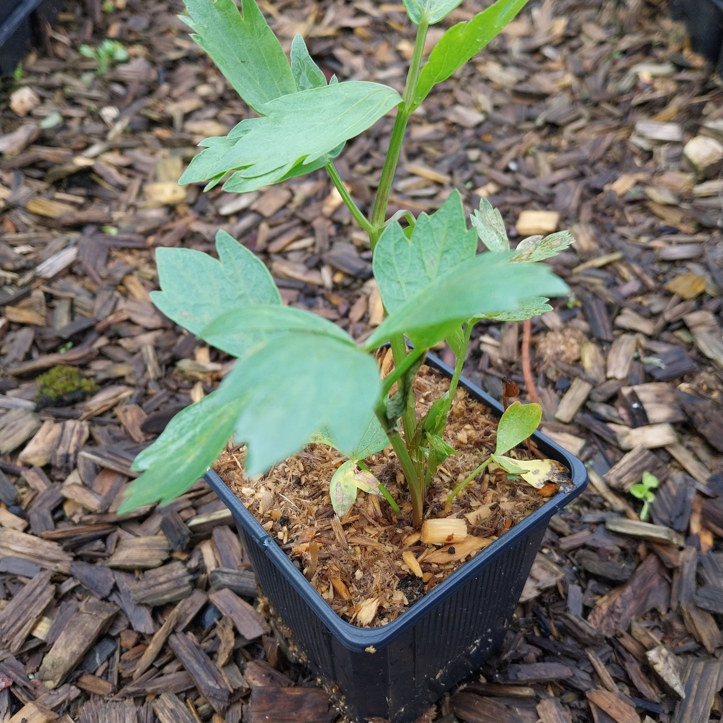 Levisticum officinale Liebstöckel, Maggikraut