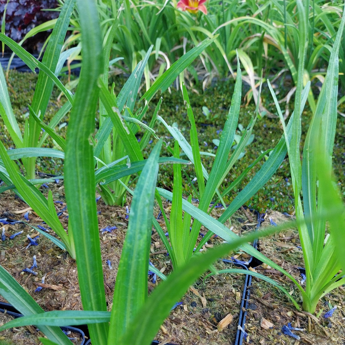 Liatris spicata Ährige Prachtscharte