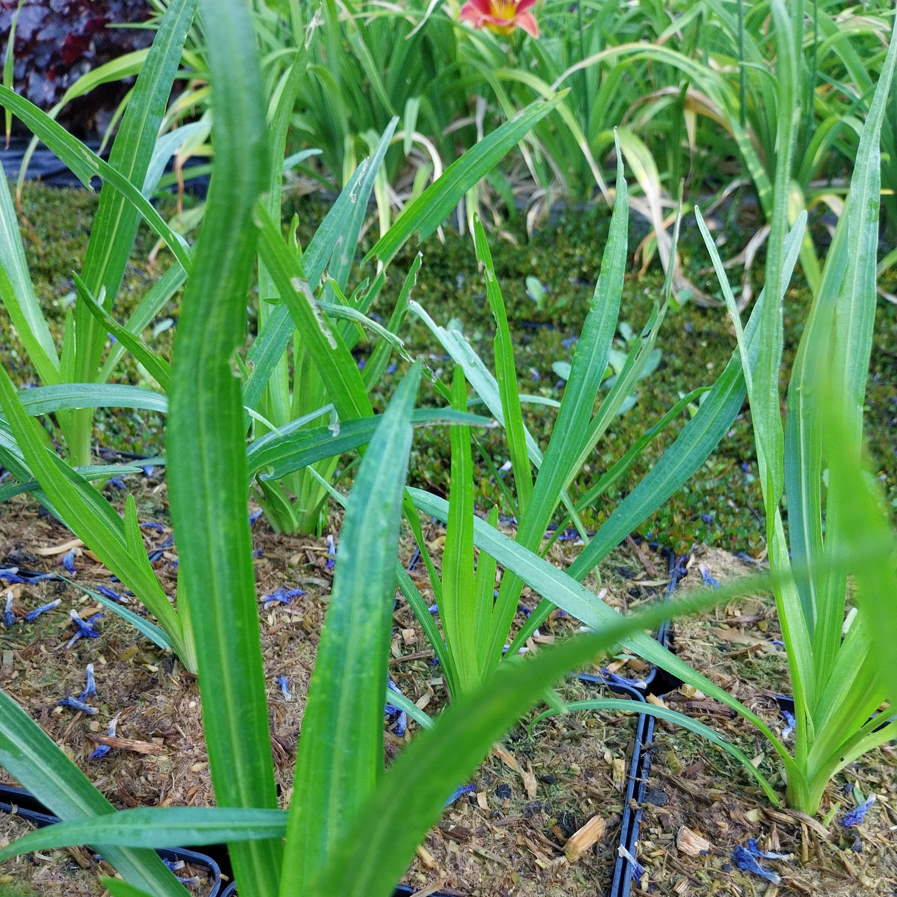Liatris spicata Ährige Prachtscharte