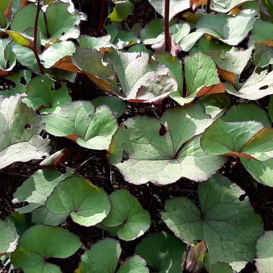 Ligularia dentata 'Moorblut'  Strauß- Goldkolben