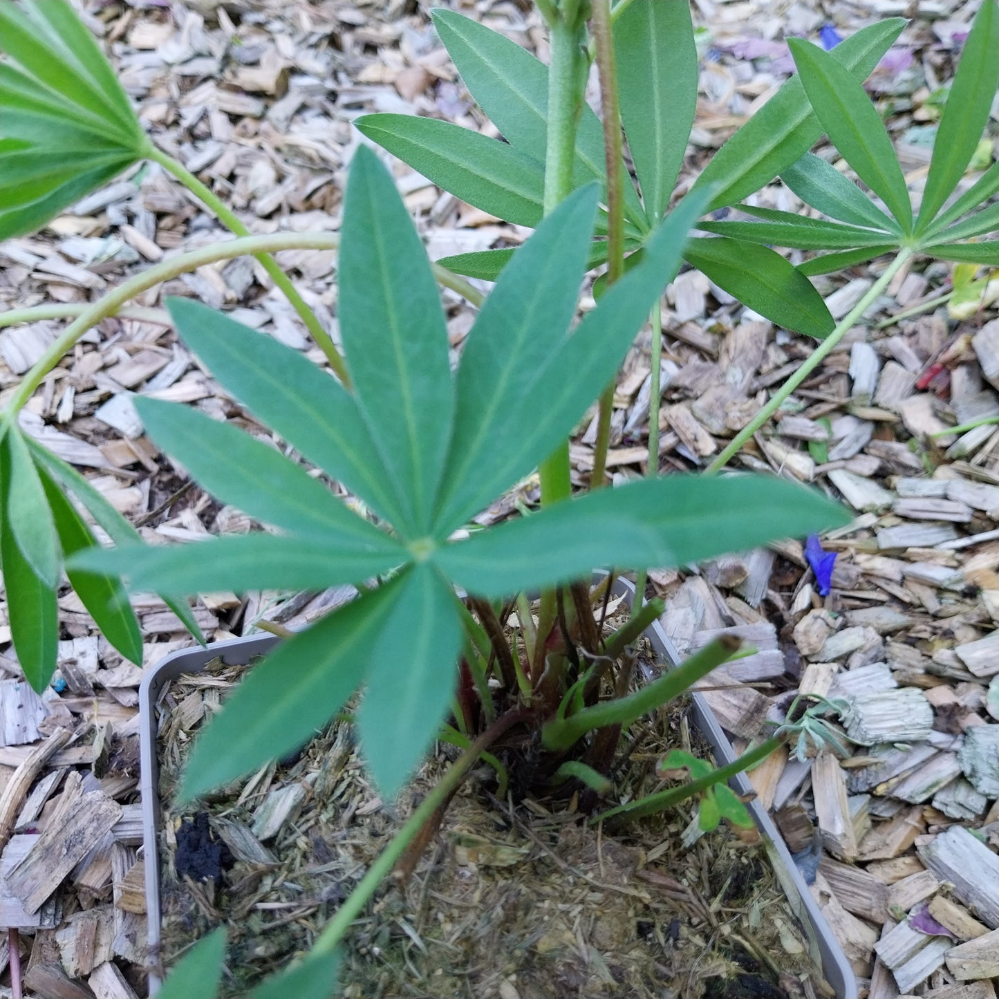 Lupinus polyphyllus 'Kastellan' Lupine