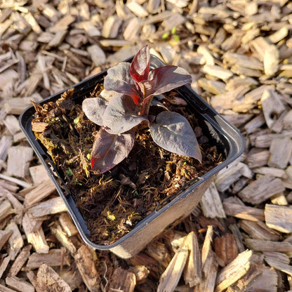 Lysimachia ciliata 'Firecracker' Bronzeblatt-Felberich