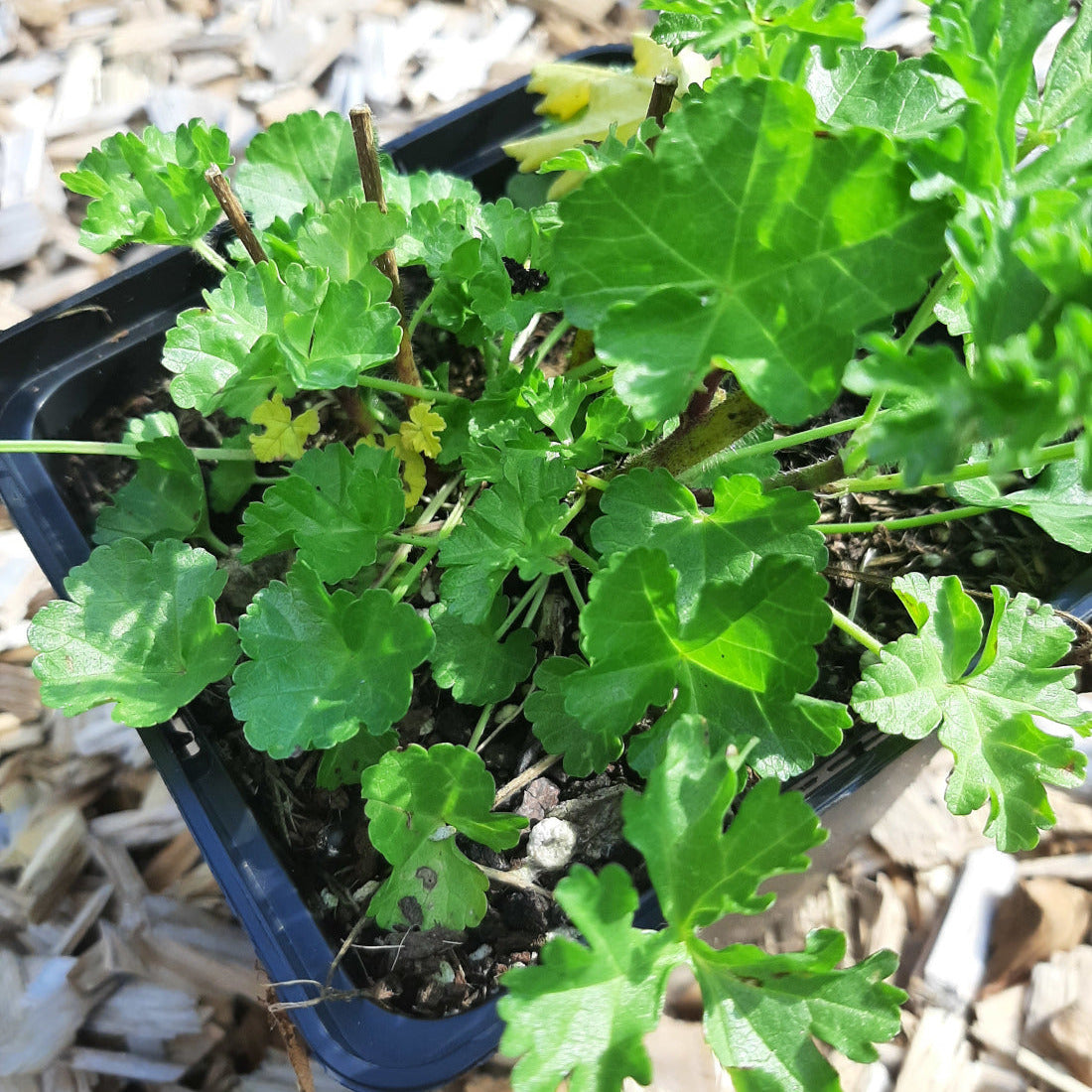 Malva moschata ‘Alba’