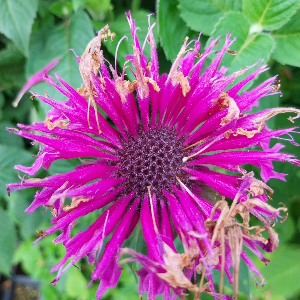 Monarda fistulosa 'Bee-You® Bee Free' Indianernessel