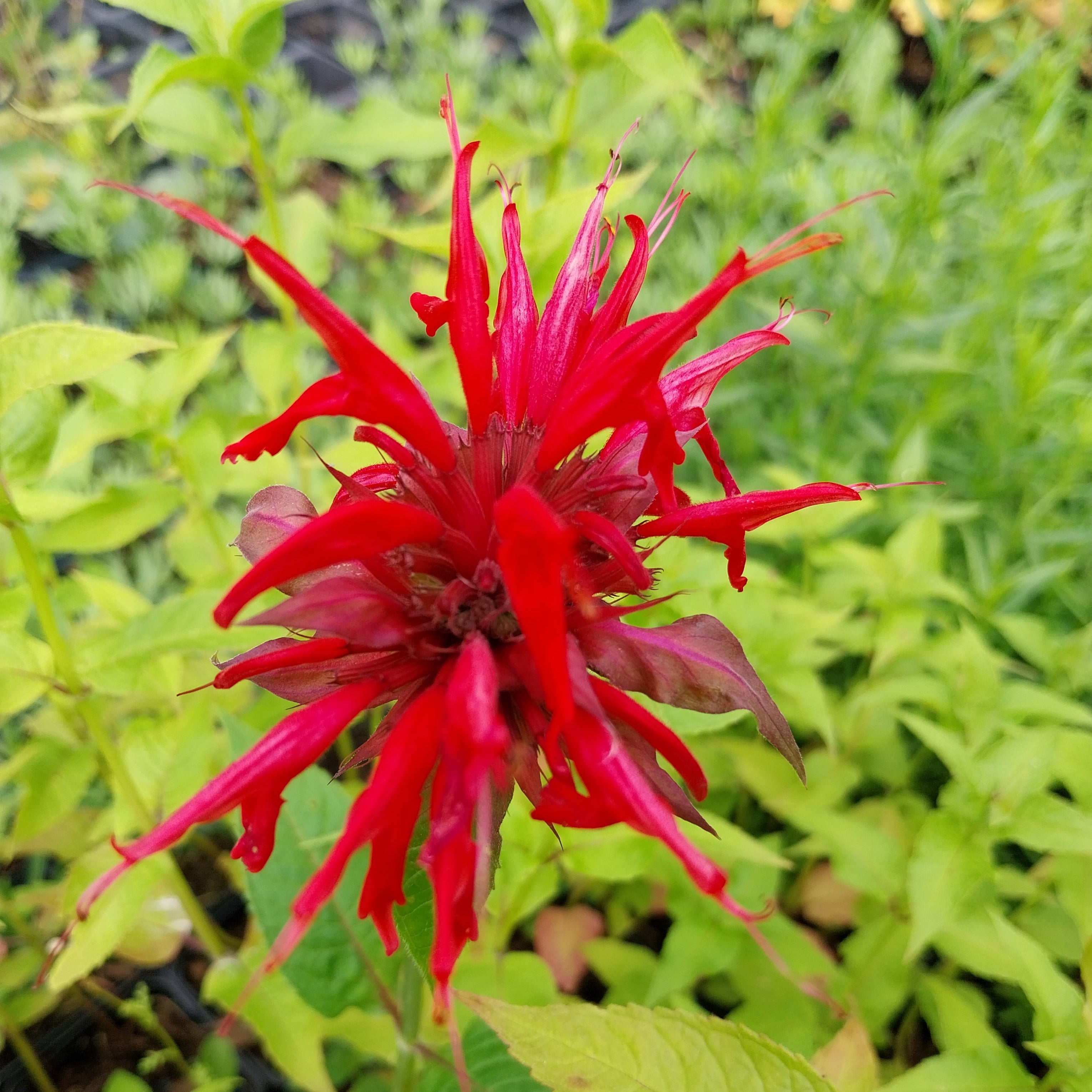 Monarda fistulosa 'Gardenview Scarlet' Indianernessel