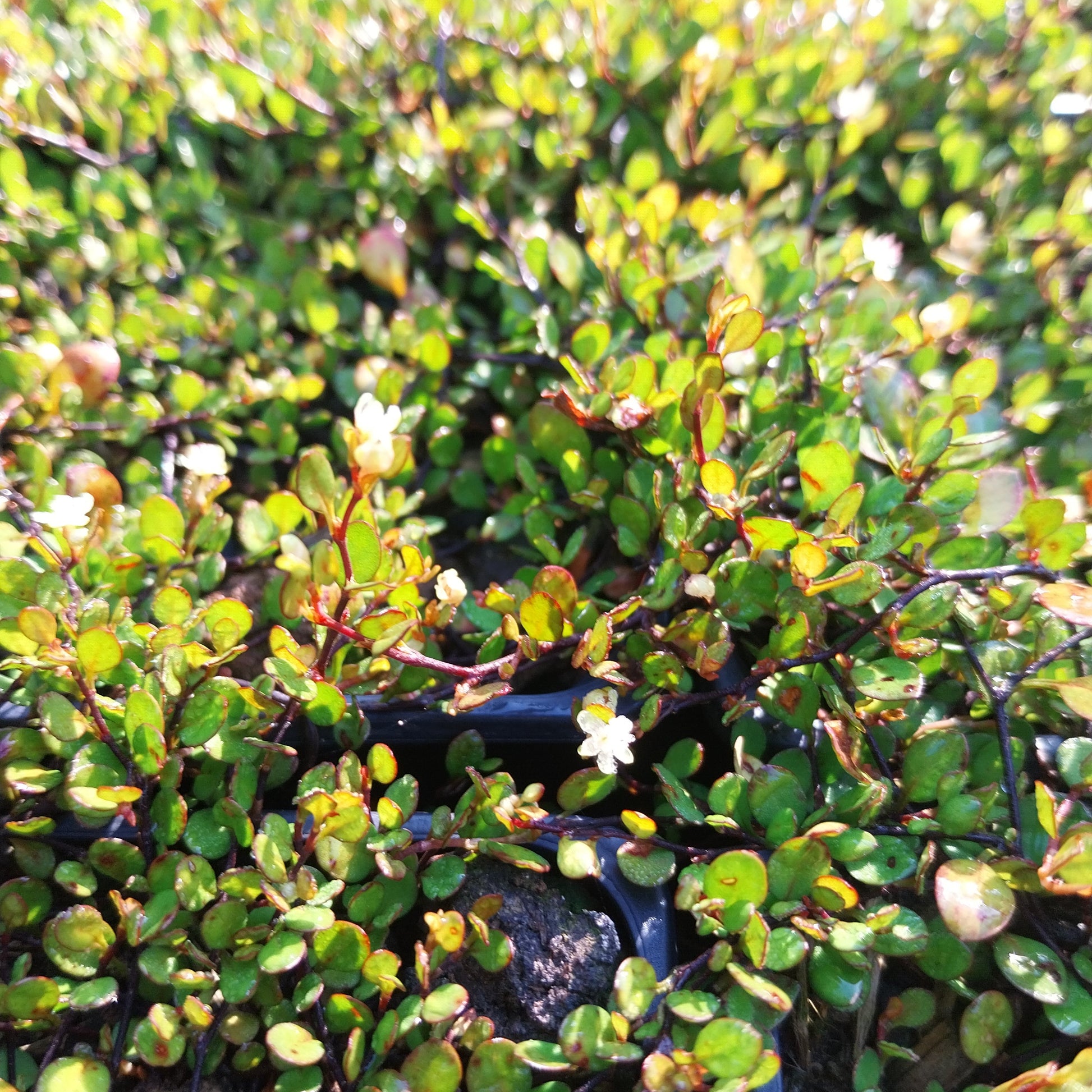 Muehlenbeckia axillaris ‘Nana’  Teppich-Scheinknöterich