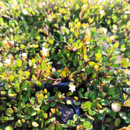 Muehlenbeckia axillaris ‘Nana’  Teppich-Scheinknöterich