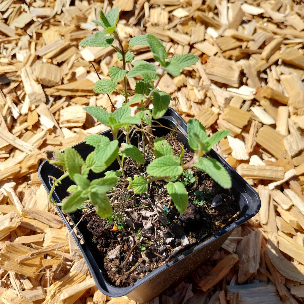 Nepeta racemosa ‘Grog’ – Traubige Garten-Katzenminze im Topf