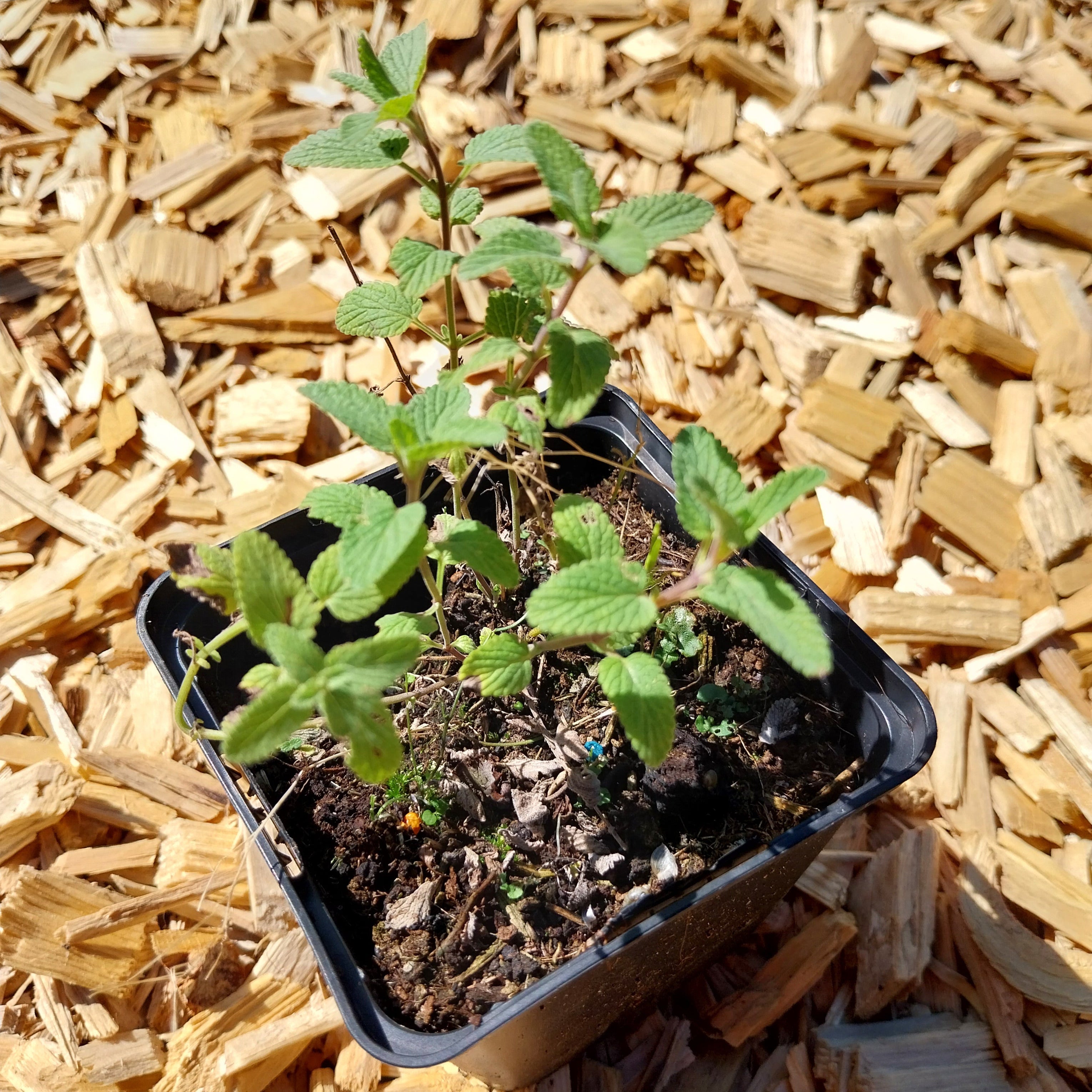 Nepeta racemosa ‘Grog’ – Traubige Garten-Katzenminze im Topf