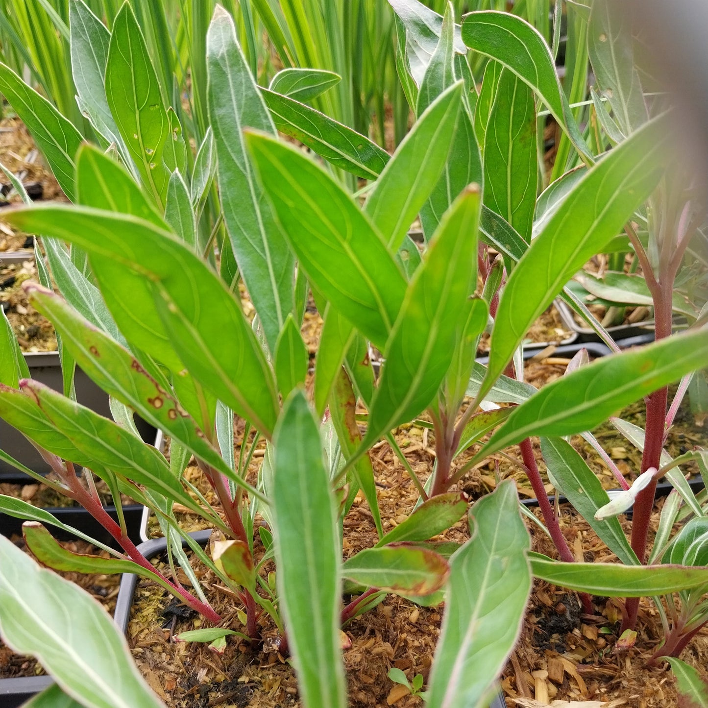 Oenothera macrocarpa Missouri-Nachtkerze