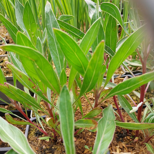 Oenothera macrocarpa Missouri-Nachtkerze