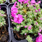 Phlox douglasii 'Red Admiral' Teppich-Flammenblume