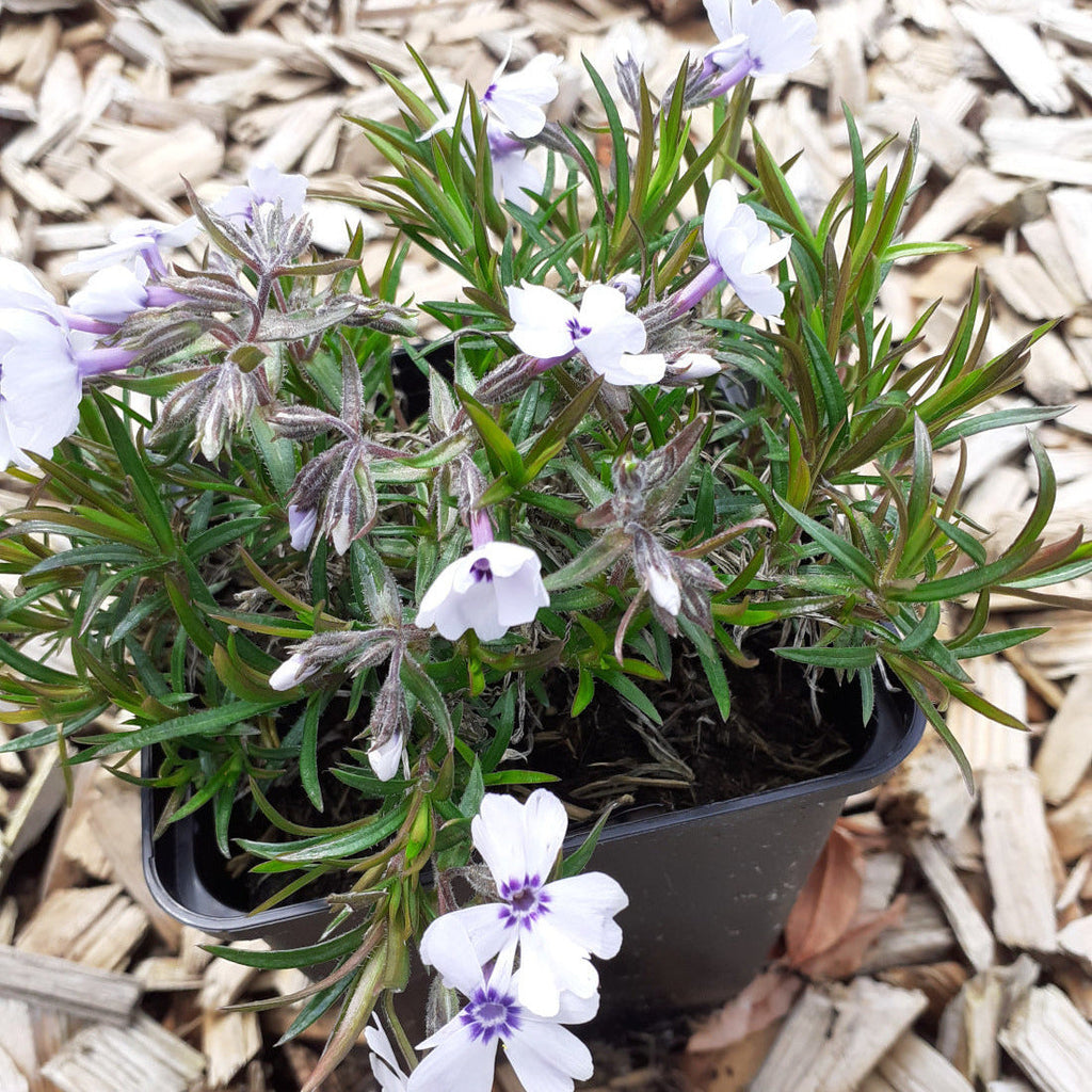 Phlox subulata 'Bavaria' Teppich-Flammenblume im Topf