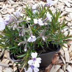 Phlox subulata 'Bavaria' Teppich-Flammenblume im Topf