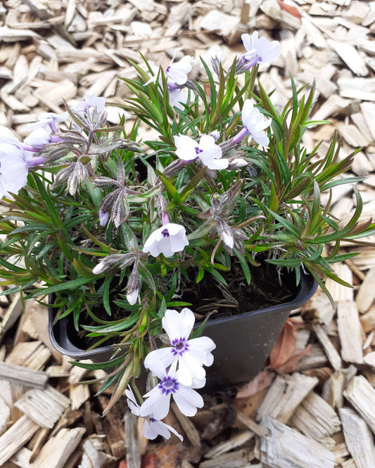 Phlox subulata 'Bavaria' Teppich-Flammenblume im Topf