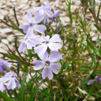 Phlox subulata 'Emerald Cushion Blue' Teppich-Flammenblume Blüte