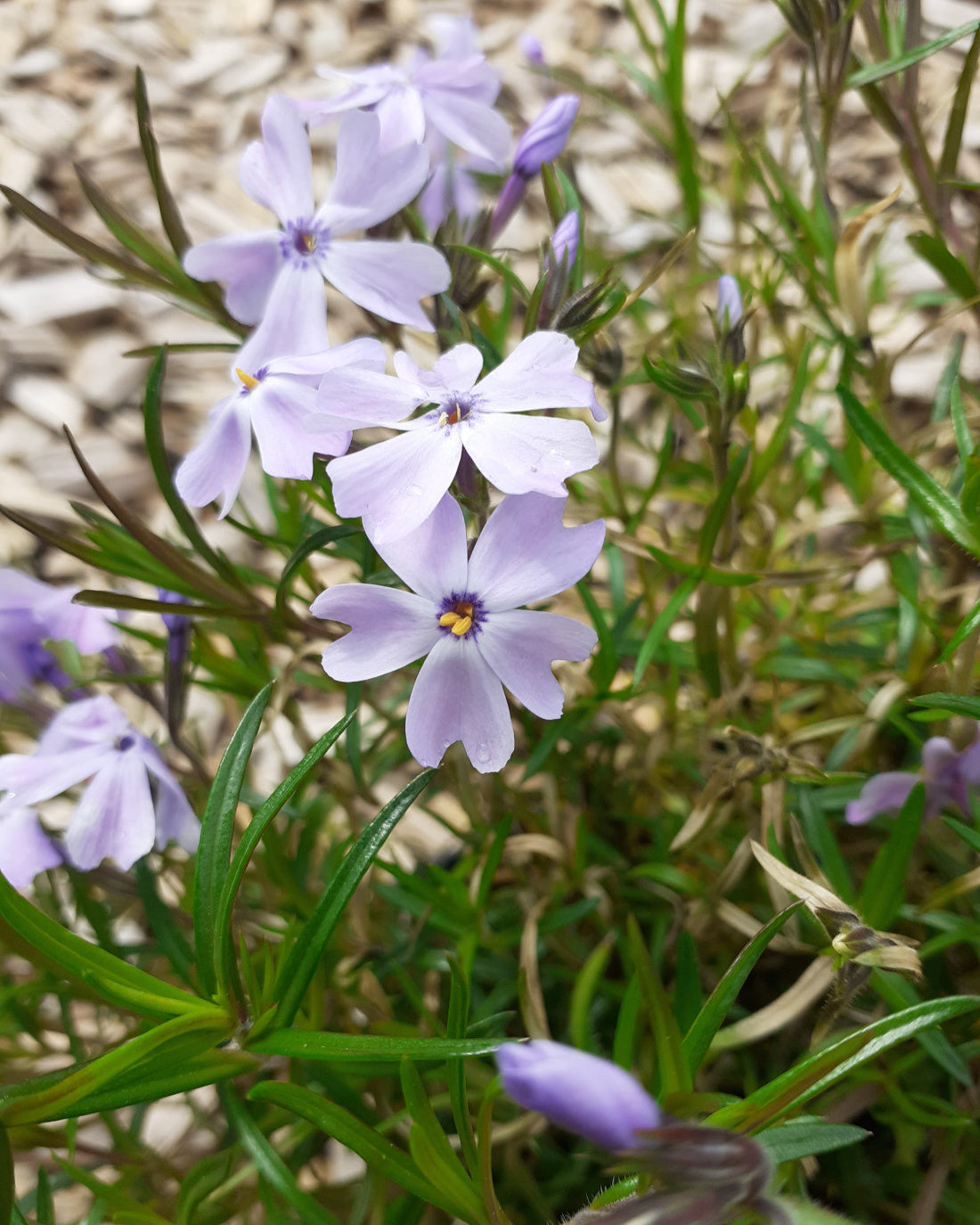 Phlox subulata 'Emerald Cushion Blue' Teppich-Flammenblume in Blüte