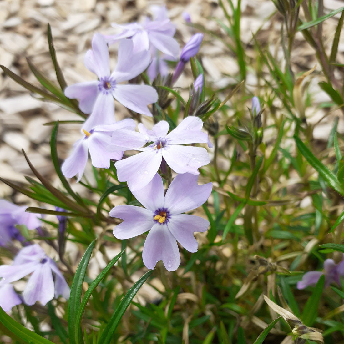 Phlox subulata 'Emerald Cushion Blue' Teppich-Flammenblume Blüte