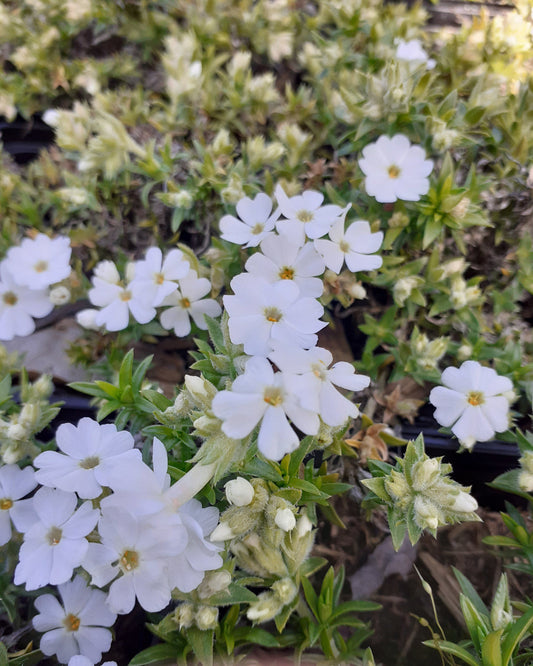 Phlox subulata 'Maischnee' Teppich-Flammenblume Blüte