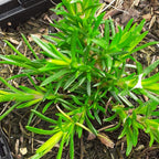 Phlox subulata ‘McDaniel’s Cushion’ im Topf