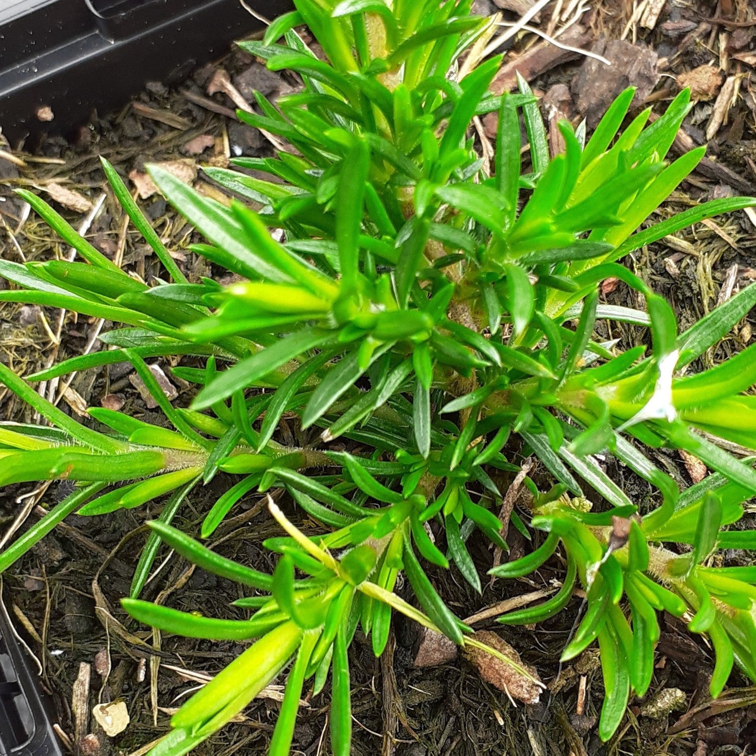 Phlox subulata ‘McDaniel’s Cushion’ im Topf