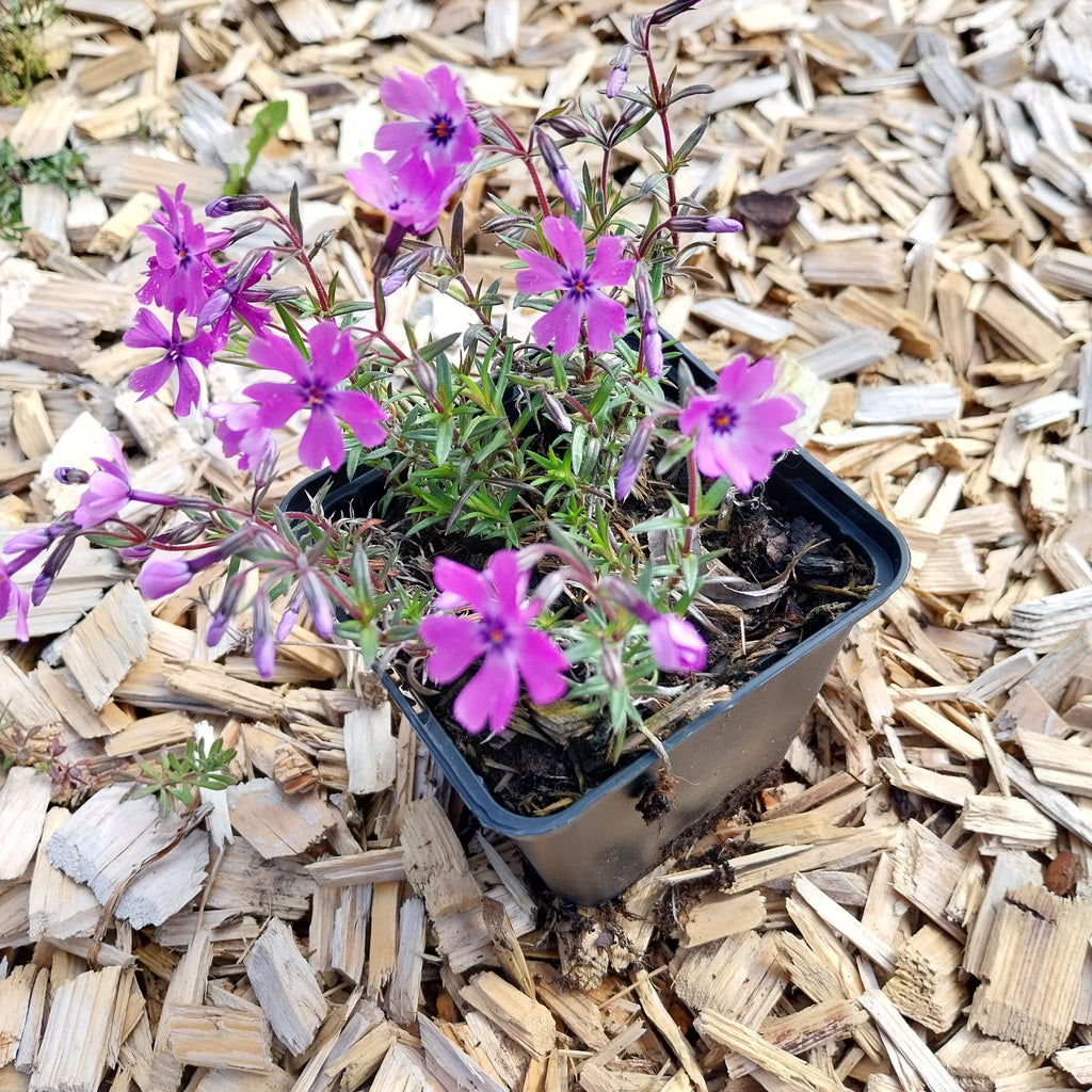 Phlox subulata 'Purple Beauty' Teppich-Flammenblume