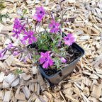 Phlox subulata 'Purple Beauty' Teppich-Flammenblume