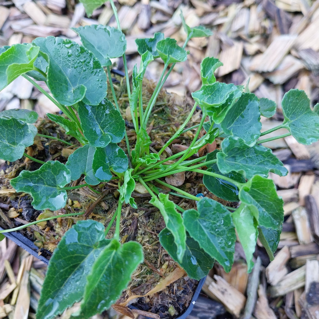 Phyteuma scheuchzeri Scheuchzers Teufelskralle