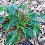 Phyteuma scheuchzeri Scheuchzers Teufelskralle