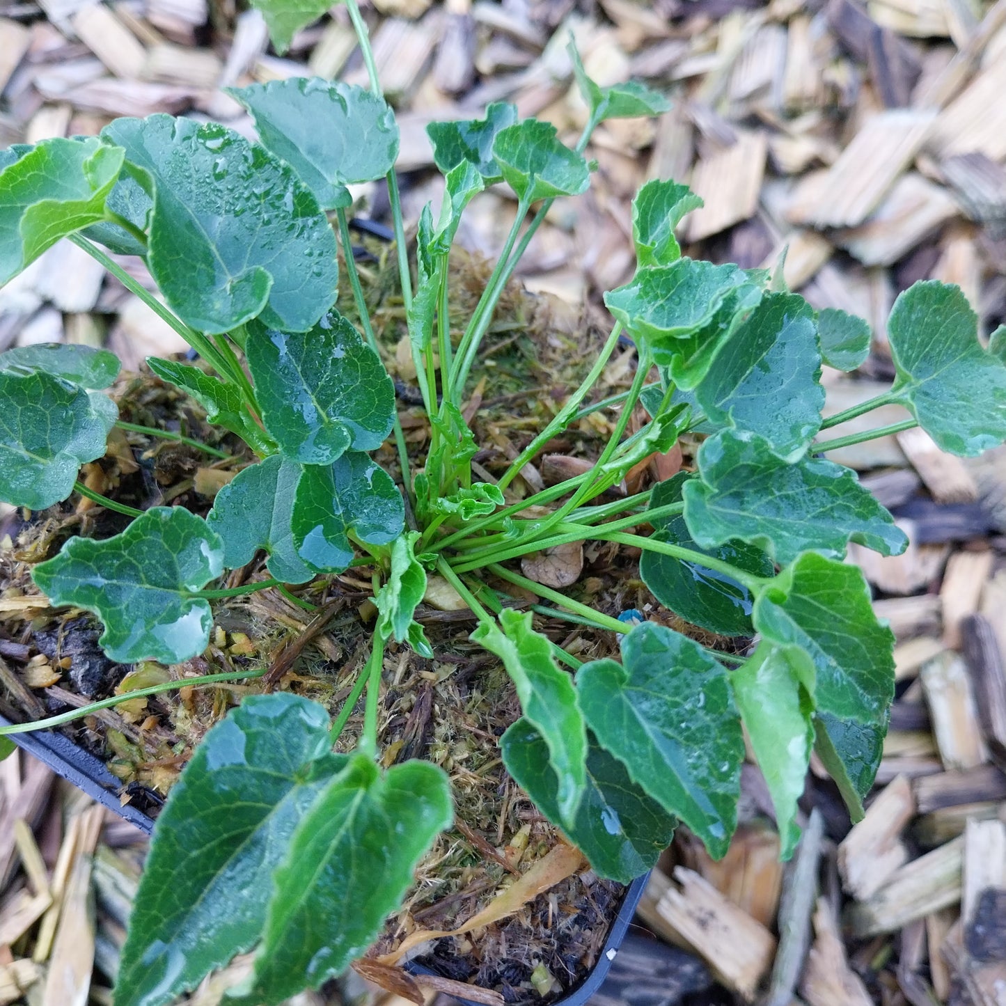 Phyteuma scheuchzeri Scheuchzers Teufelskralle