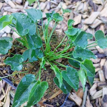 Phyteuma scheuchzeri Scheuchzers Teufelskralle