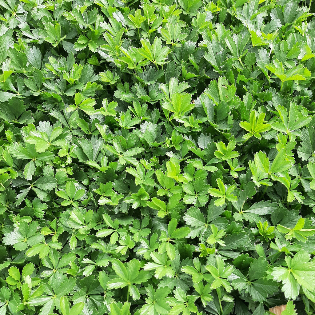 Potentilla neumanniana Frühlings-Fingerkraut ohne Blüten