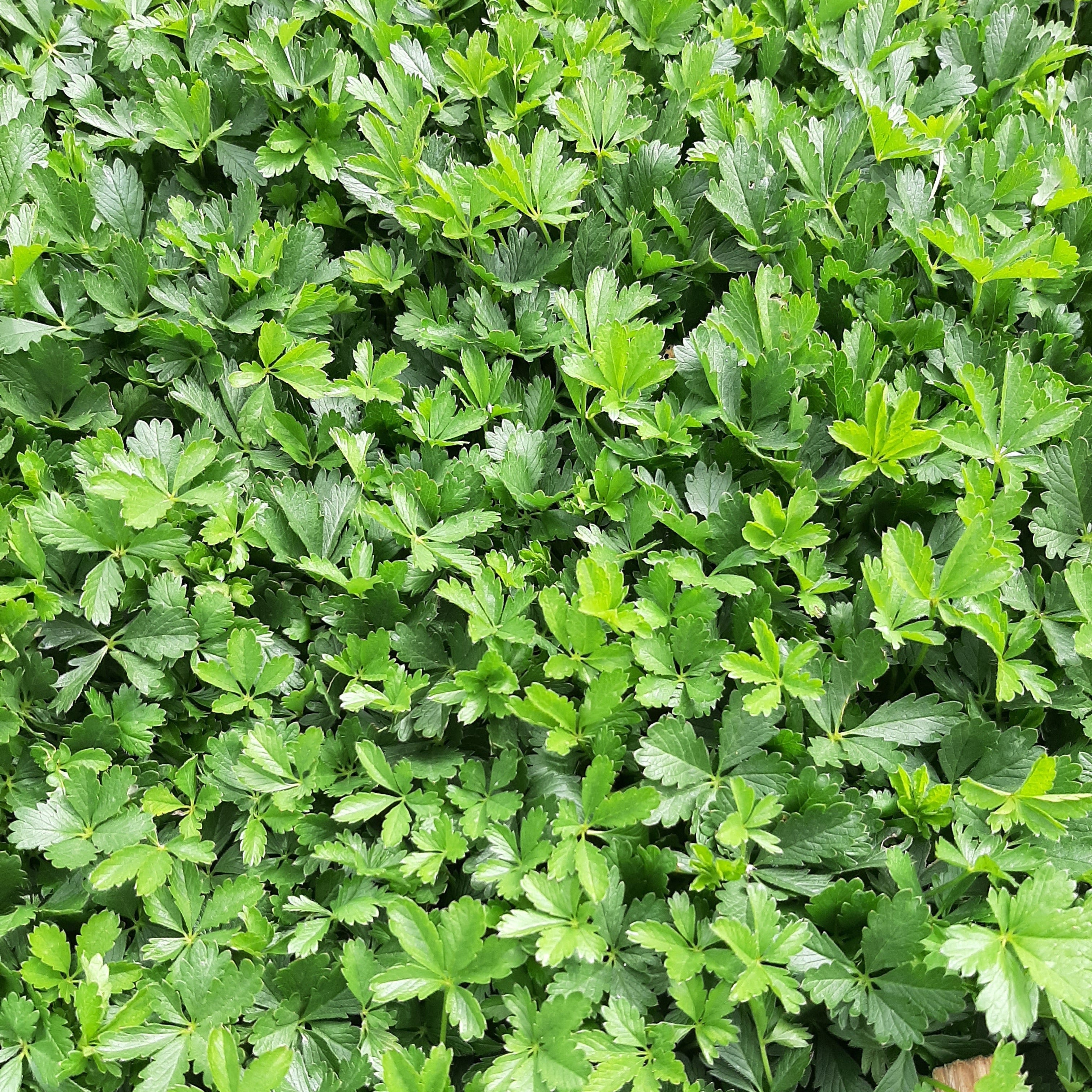 Potentilla neumanniana Frühlings-Fingerkraut ohne Blüten