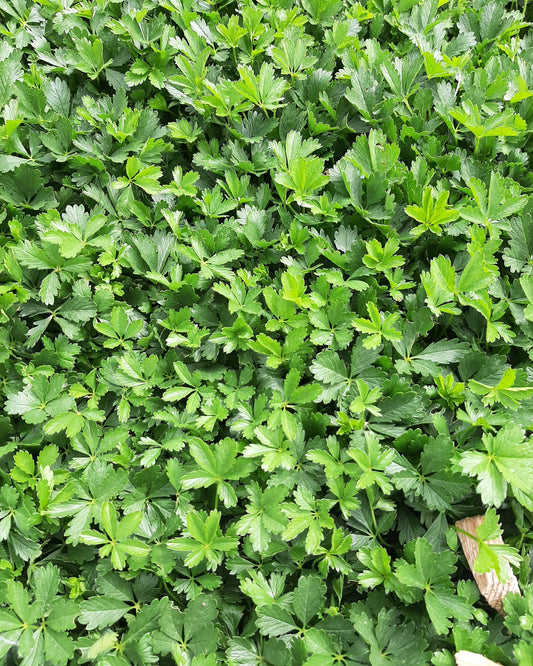 Potentilla neumanniana Frühlings-Fingerkraut ohne Blüten