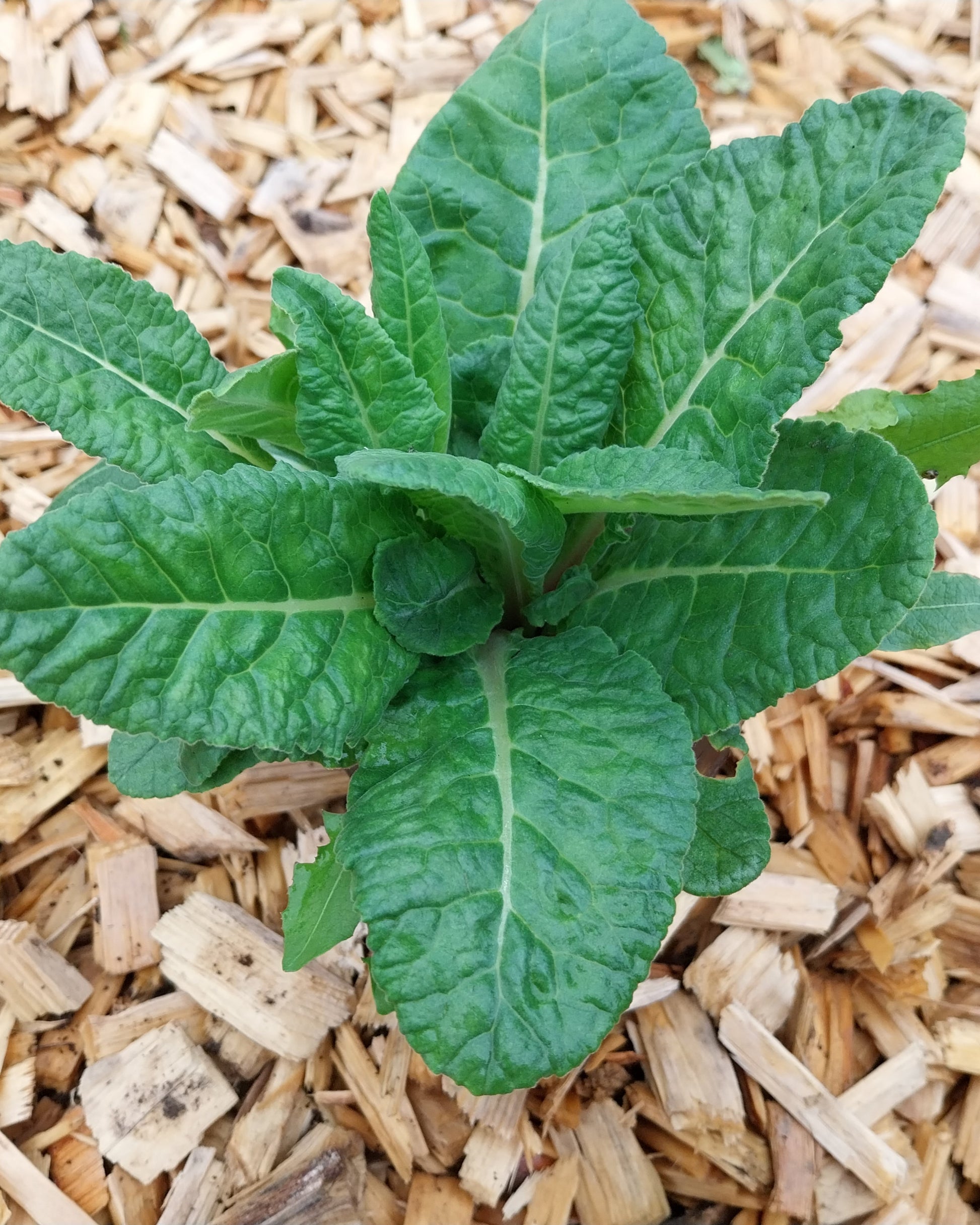 Primula veris subsp. veris Echte Schlüsselblume im Topf