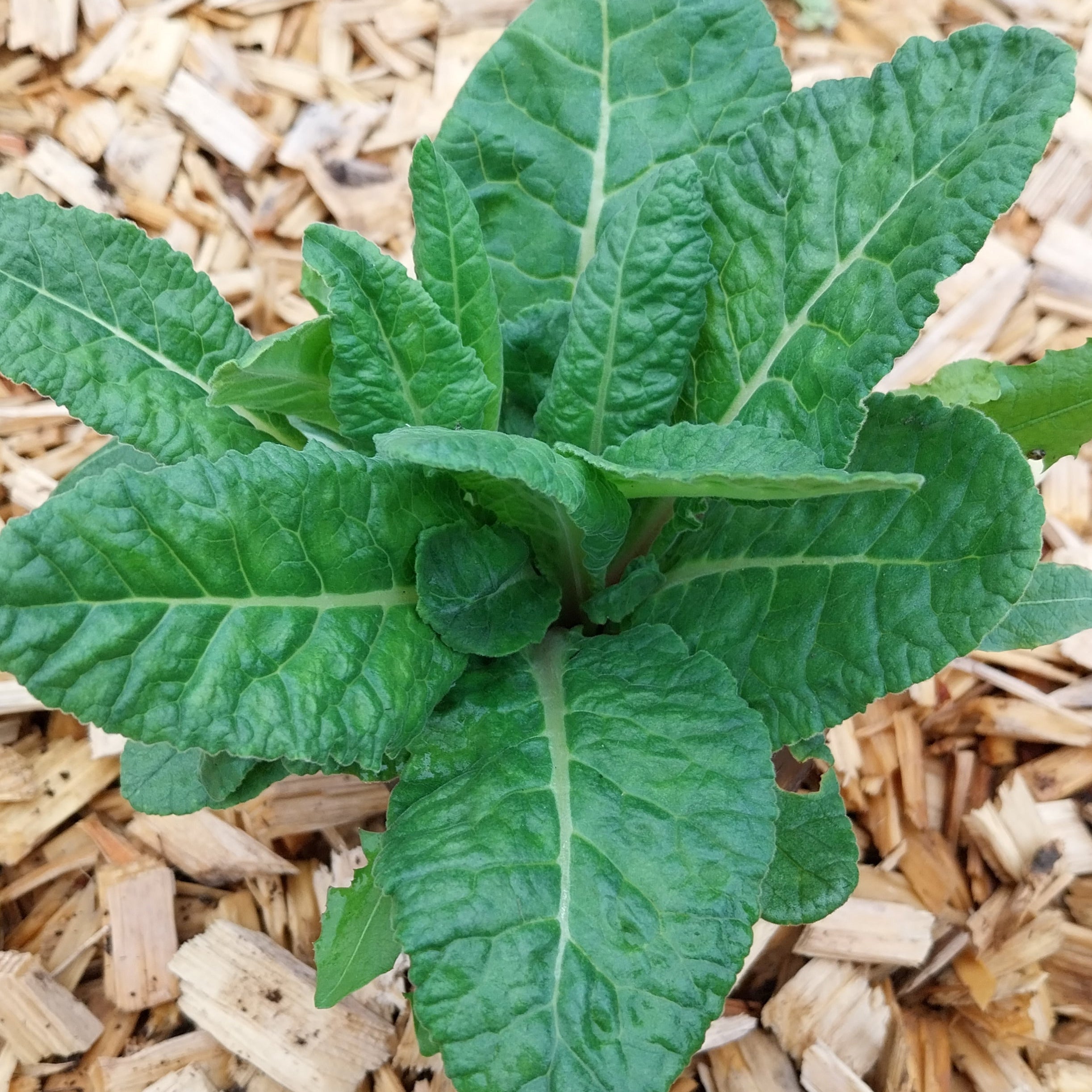 Primula veris subsp. veris Echte Schlüsselblume im Topf