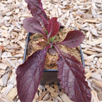 Salvia lyrata 'Purple Knockout' Gefiederter Salbei