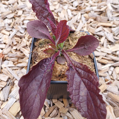 Salvia lyrata 'Purple Knockout' Gefiederter Salbei