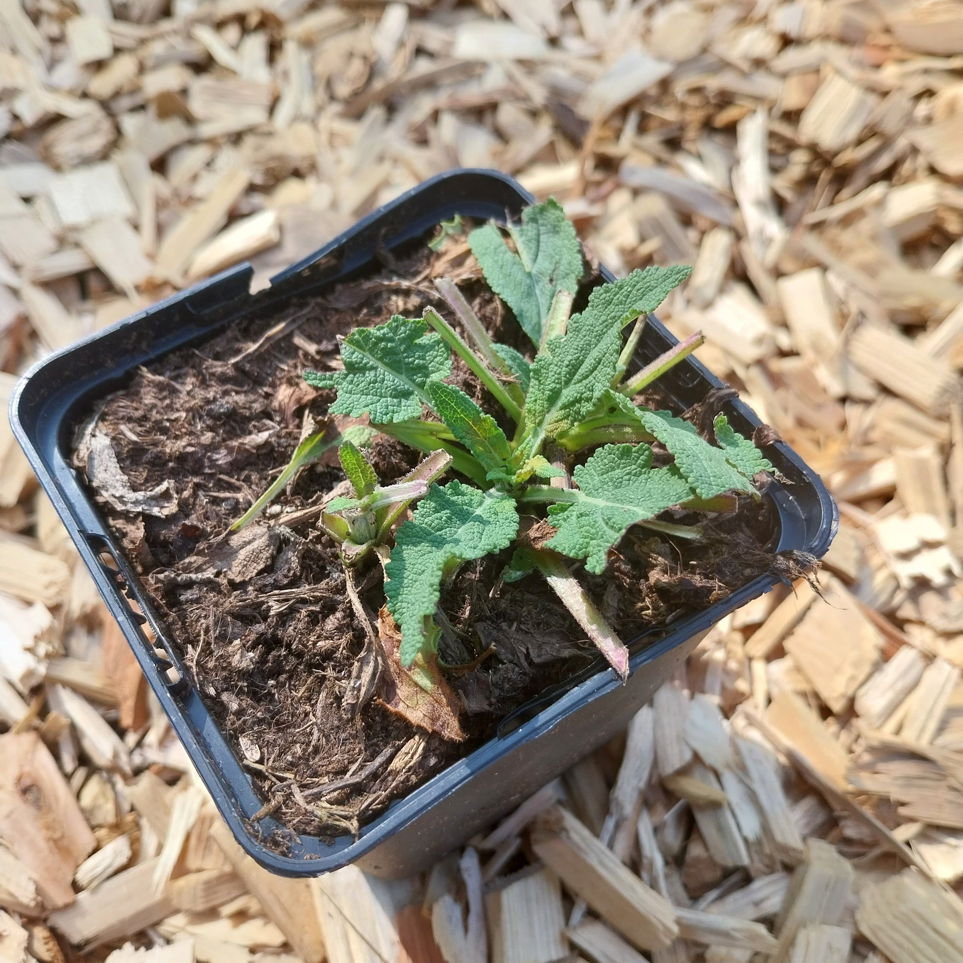 Salvia nemorosa 'Blaukönigin' Salbei