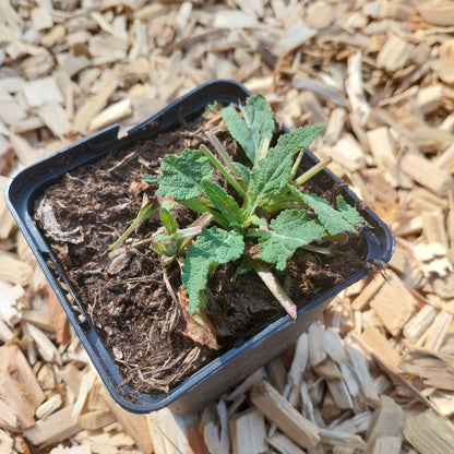 Salvia nemorosa 'Blaukönigin' Salbei